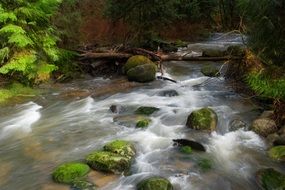 Creek in the beautiful green forest