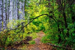 Green forest path Autumn season