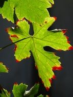 green vine leaves on the bush