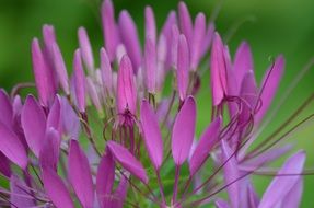 purple flowers in a tropical garden