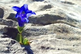 mountain gentian flower