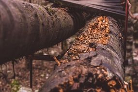 rotten deck close up