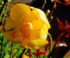 bright yellow tulip