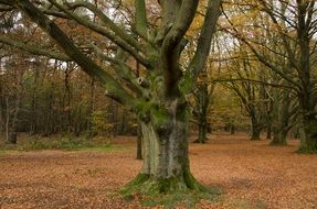 Autumn Woods Forest Landscape