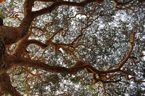 bottom view of the wide crowns of a huge tree