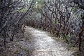 Path Covered Tree