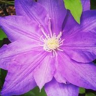open purple dahlia