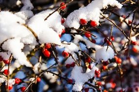 Snow Berries Bush close-up on blurred background