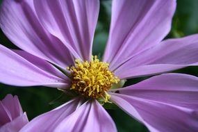 purple flower blossom close-up