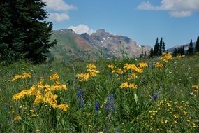 multicolored wild flowers on a field in Colorado