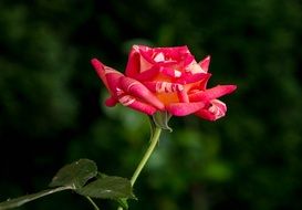 pink rose on a stalk close-up