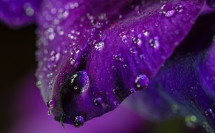 raindrops on purple gladiolus