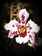 White isolated Flower Orchid Tropical