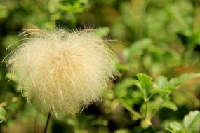 Fluffy white Seed head close up