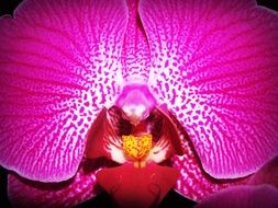Pink Flower Orchid Tropical macro photo