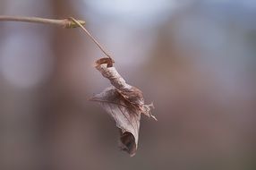 fascinating Dry Leaf