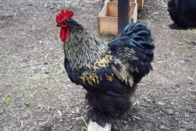 black feather rooster stands in the farm yard