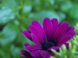 violet daisy with a blue core on a background of greenery