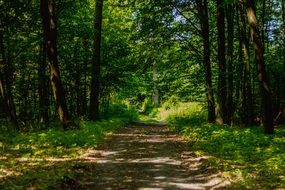 Beautiful forest road among the green grass and trees