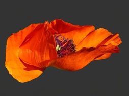 poppy flower on the wind
