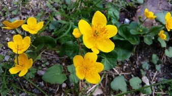bright yellow spring flowers close-up