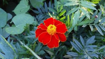 Marigold, red velvet flower with yellow core close-up
