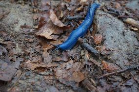 blue caterpillar on fall foliage