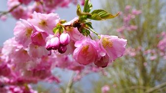 pink flowering tree in spring close-up