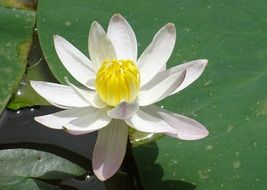 white lily in a pond in India