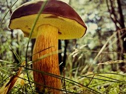 Chestnut Boletus mushroom in a forest