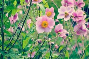 pink flowers in the flower garden in front of the house