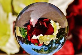 flowers through a glass ball
