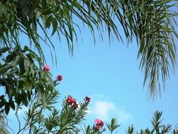 wonderful Tree Flowers