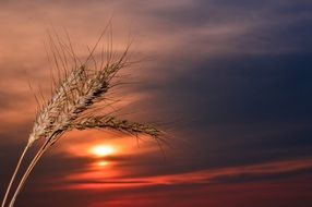 Wheat and sunset