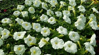 White Flowers of Petunia on flower bed