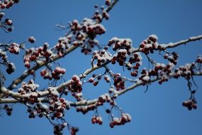 Tree Twig Berries