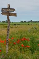 pointer on the meadow with poppies