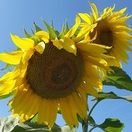 big yellow Sunflower on a field