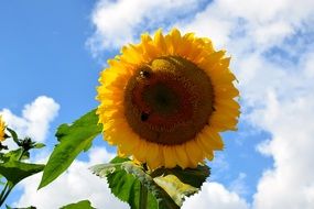 insects on yellow sunflower