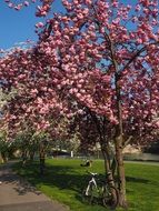 flowering cherry tree in the park