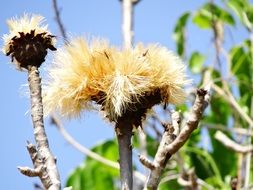 Beautiful trees and flowers in Cerrado