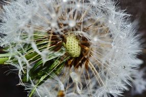 Closeup photo of dandelion with white seeds