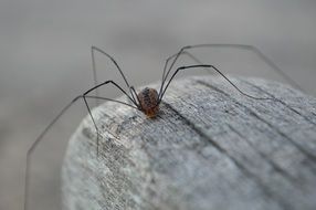 spider with long legs on the floor