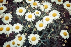 thickets of white daisy close-up