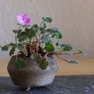 plant with a pink flower in a pot