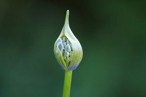 Macro Photo of Agapanthus flower