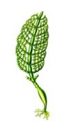 painted green alga