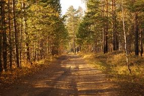 the road in the mixed autumn forest
