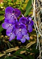 dark blue orchids as a tropical plant