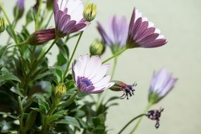 Purple Osteospermum Ecklonis plants